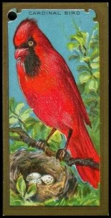8 Cardinal Bird